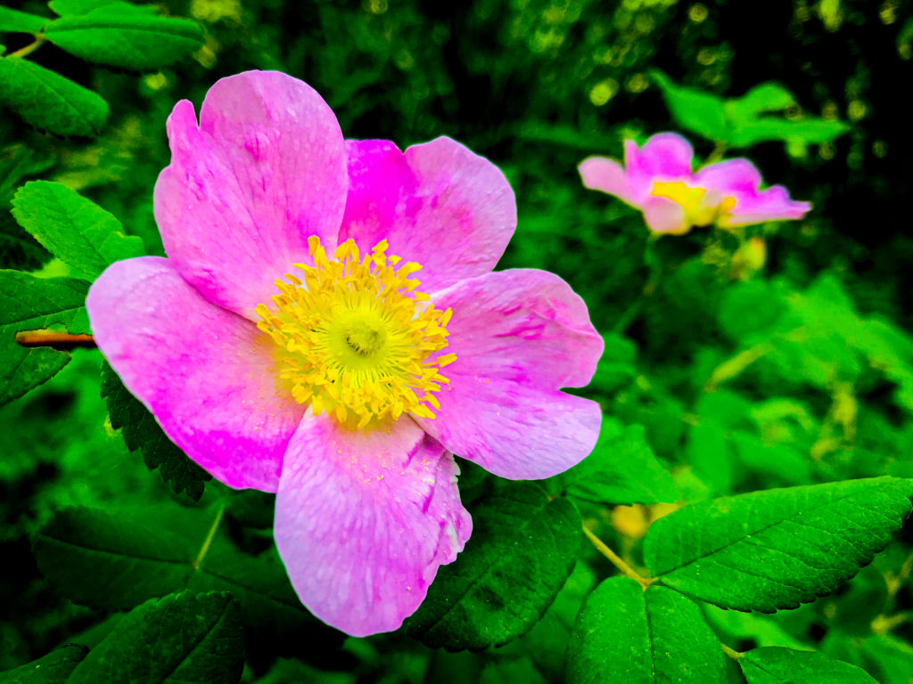 Rose on Buddhist Pilgrimage in Slocan Valley