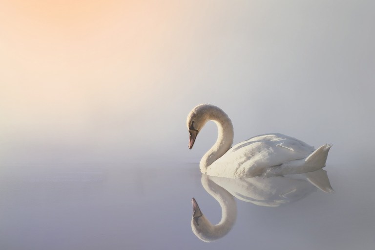 swan, nature, fog-3161142.jpg