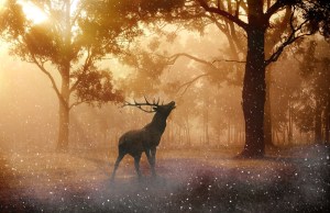 deer, antlers, wild-643340.jpg